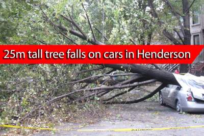 Tall tree falls in Henderson, damages five cars