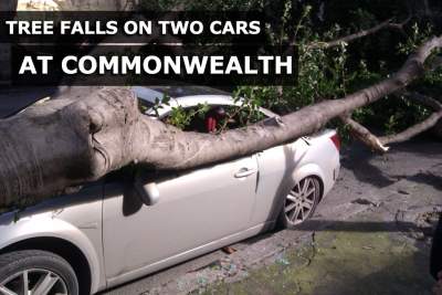 Tree falls on two cars in Commonwealth - two injured