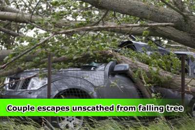 Falling tree crushes car, but left passengers unhurt