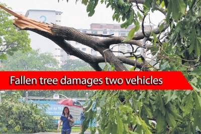 Two vehicles sustain damage after fallen tree