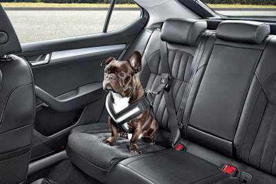 Skoda introduces dog safety range of accessories
