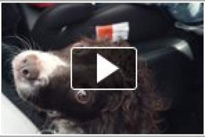 Nissan X-Trail 4Dogs concept is the 'pawfect' car for family adventures