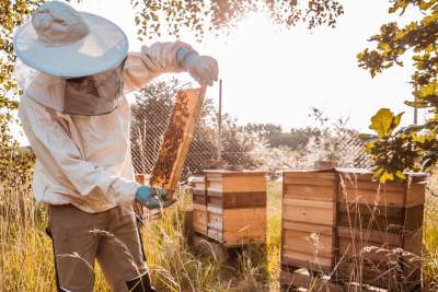 Porsche Leipzig establishes another 25 bee colonies