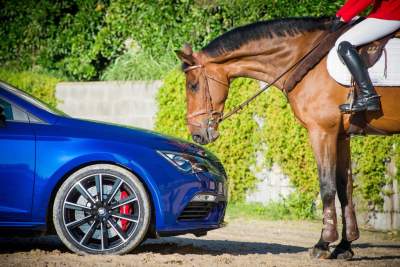 Seat Leon Cupra and show jumping horse measure up