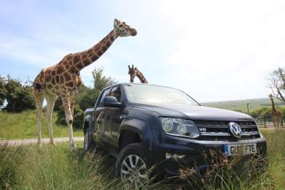 Caddy and Amarok roar into action as new fleet for animal conservation charity