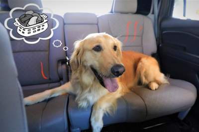 Honda showcases its pet-friendly features as part of U.S.A national dog week