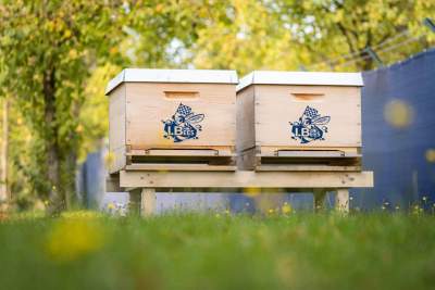 A new type of buzz - bees move in at Volkswagen Motorsport