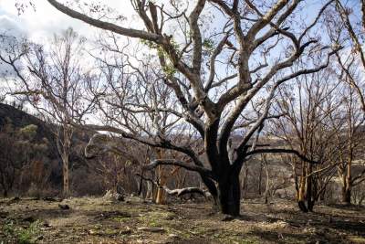 Volkswagen donates to reforestation in Australia
