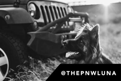 Jeep launches first 'JeepTopCanine' search on social media