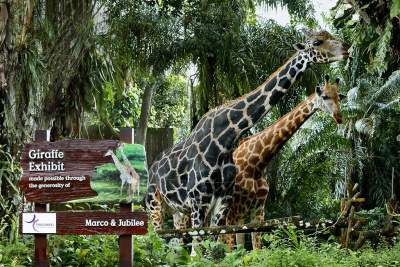 Tan Chong adopts Singapore Zoo giraffes Marco and Jubilee