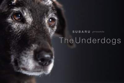 Subaru shines spotlight on last-to-be-adopted shelter dogs