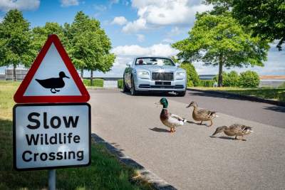 Bringing nature to life at the home of Rolls-Royce