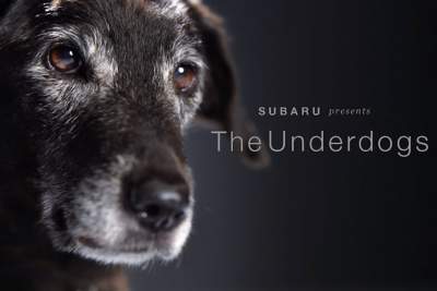 Subaru of America, Inc. receives ASPCA award