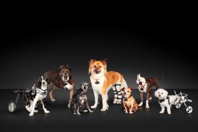 Subaru of America launches Subaru Loves Pets initiative