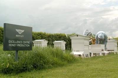 'Bentley Bees' colony to get seven more hives
