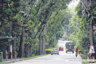 How to drive safely on the roads in Singapore