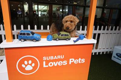 Subaru Loves Pets campaign to return for October 2023
