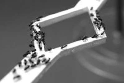 Want to avoid traffic jams? Ants might have the answer!