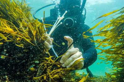Bentley funds kelp forest restoration project