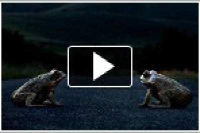 Ford's Ecoboost and Cane toads: A unique smashing experience