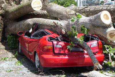 Nature shows its might as fallen trees crush two cars - traps two people