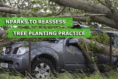 NParks to reassess tree planting practice after freak accident